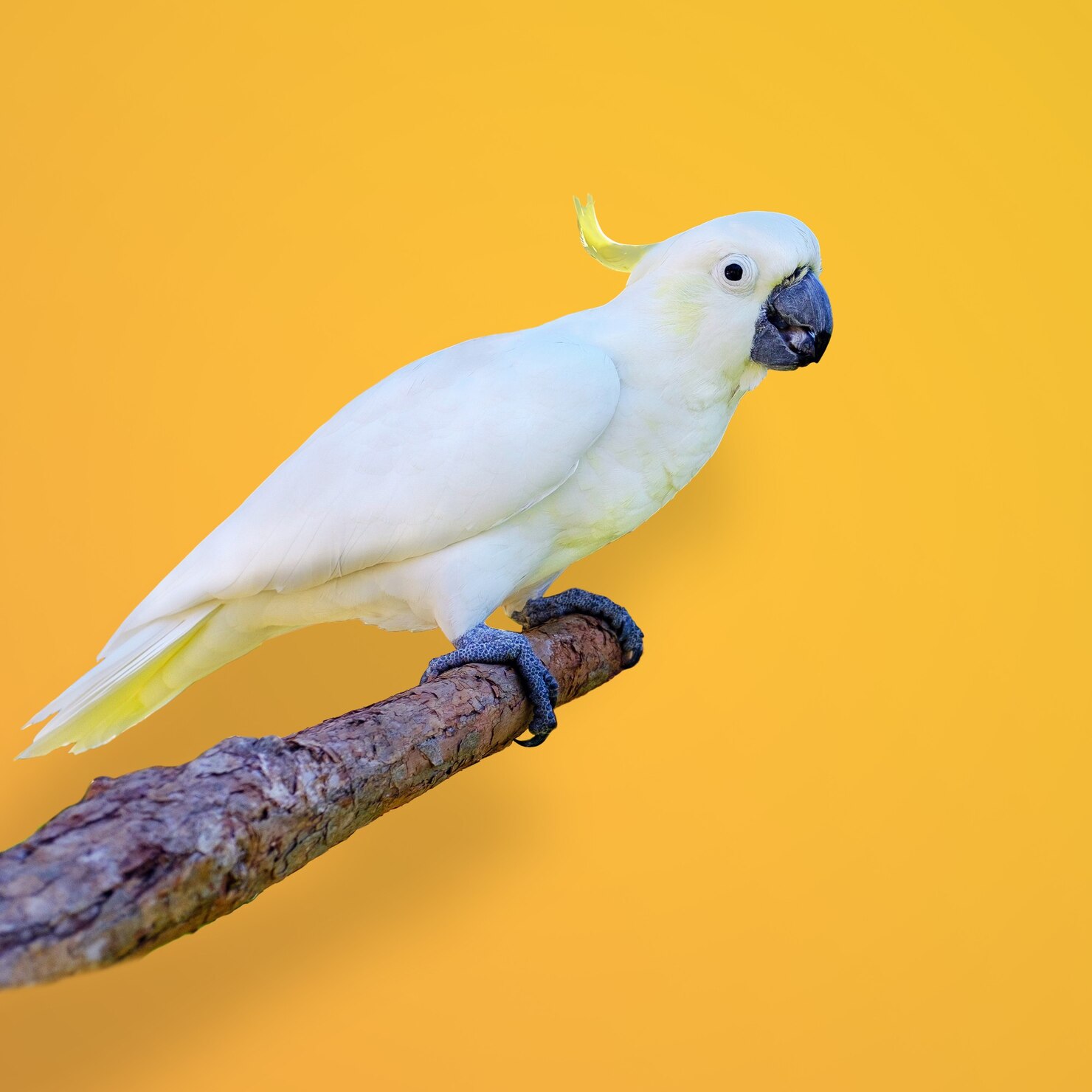banner image